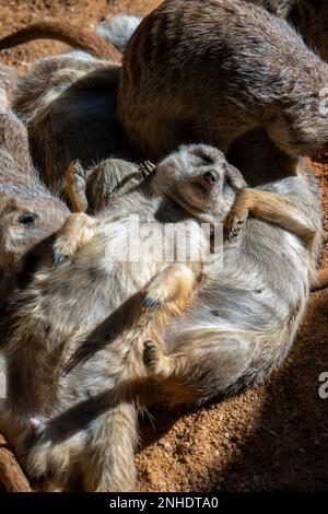 VALENCIA, SPAIN - FEBRUARY 26 : Meerkats at the Bioparc in Valencia Spain on February 26, 2019 Stock Photo