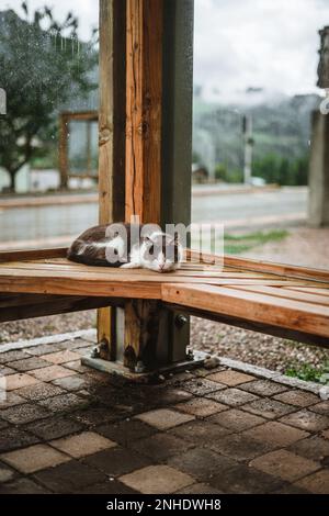 Cat with white and grey fur sleeping outdoors on a bench Stock Photo