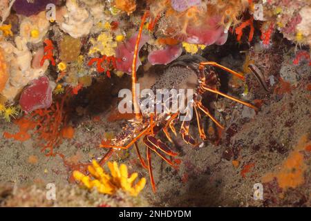 European spiny crayfish (Palinurus elephas), Dive site Marine Reserve Cap de Creus, Rosas, Costa Brava, Spain, Mediterranean Sea Stock Photo