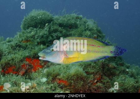 East atlantic peacock wrasse (Symphodus tinca) nesting. Dive site Marine Reserve Cap de Creus, Rosas, Costa Brava, Spain, Mediterranean Sea Stock Photo