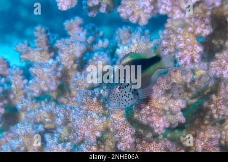 Black-sided hawkfish (Paracirrhites forsteri) in raspberry coral, raspberry coral (Pocillopora damicornis) . Dive site House Reef, Mangrove Bay, El Stock Photo
