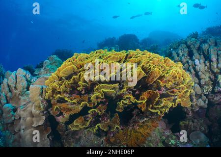 Yellow scroll coral (Turbinaria reniformis), Dive site House Reef, Mangrove Bay, El Quesir, Red Sea, Egypt Stock Photo