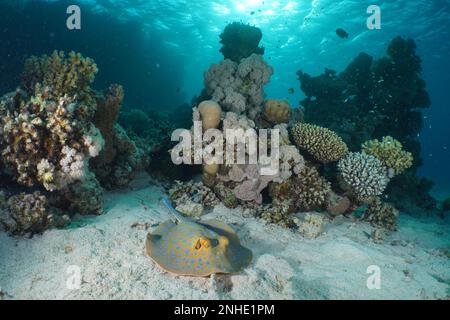 Bluespotted ribbontail ray (Taeniura lymma) in a healthy coral reef. Dive site House Reef, Mangrove Bay, El Quesir, Red Sea, Egypt Stock Photo