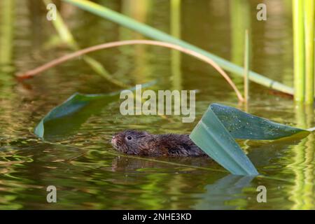 Eastern shrew, water vole, european water vole (Arvicola amphibius) (Syn.: Arvicola terrestris) swims in water, Middle Elbe Biosphere Reserve Stock Photo