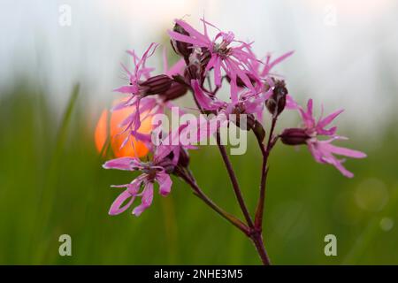 Ragged robin (Lychnis flos-cuculi) (Silene flos-cuculi (L.) Clairv., Syn.: L.), flowering at sunset, Middle Elbe Biosphere Reserve, Dessau-Rosslau Stock Photo
