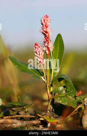 Water knotweed (Polygonum amphibium) (Persicaria amphibia (L.) Delarbre, synonym: L.), complete plant in inflorescence, Middle Elbe Biosphere Stock Photo