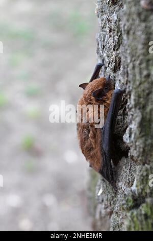 Common pipistrelle (Pipistrellus pipistrellus) climbing up an oak tree, Middle Elbe Biosphere Reserve, Dessau-Rosslau, Saxony-Anhalt, Germany Stock Photo