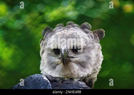 American harpy eagle (Harpia harpyja), portrait in enclosure, Bird Park, Weltvogelpark Walsrode, Lower Saxony, Germany Stock Photo