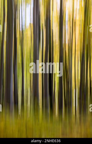 Autumn forest with beech (Fagus) trees in the Swabian Alb, wiping effect due to motion blur, Dornstadt, Baden-Wuerttemberg, Germany Stock Photo