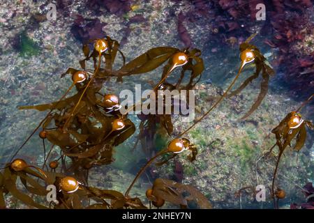 Bull Kelp, Nereocystis luetkeana, floating in a tide pool at Point of Archs in Olympic National Park, Washington State, USA Stock Photo