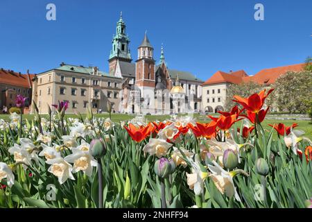 Wawel castle in Krakow, Poland during spring time. Tulips and daffodils flowers in the castle garden. Stock Photo