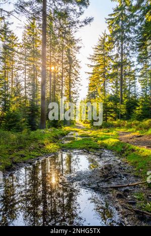 Spruce Forest Raining landscape with a spruce forest through which a wet dirt road passes ...