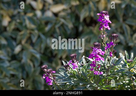 purple spring blooms of iperennial wallflower Erysimum linifolium 'Bowles' Mauve' in front of Trachelospermum jasminoides variegata UK garden march Stock Photo