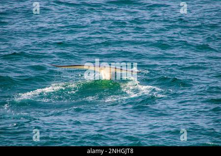 Whale diving in the blue green waters off the Svalbard Islands of Norway Stock Photo