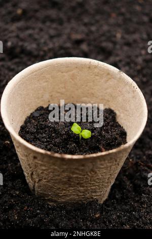 Peat pots with small sprouts on soil background. Zero waste and eco care concept. Stock Photo