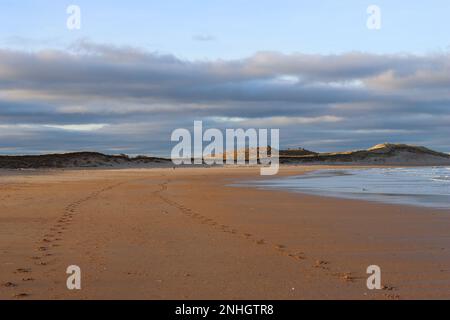 Line of footsteps running through a golden expanse of sand on a vast beach surrounded by sand dunes Stock Photo