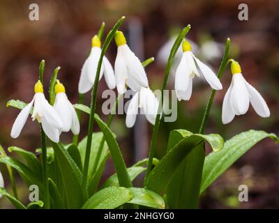 Yellow markings of the late winter flowering snowdrop, Galanthus woronowii 'Elizabeth Harrison' Stock Photo