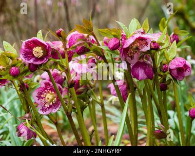 Pink February flowers of red blotched hybrid of the winter flowering hardy hellebore, Helleborus x hybridus Stock Photo