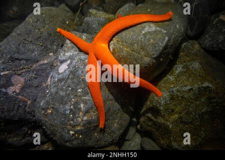 Pacific Blood Star, Henricia leviuscula, on rocks of Point of Arches in Olympic National Park, Washington State, USA Stock Photo