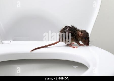 Wet rat on toilet bowl in bathroom. Pest control Stock Photo