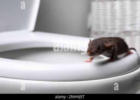 Rat on toilet bowl in bathroom. Pest control Stock Photo