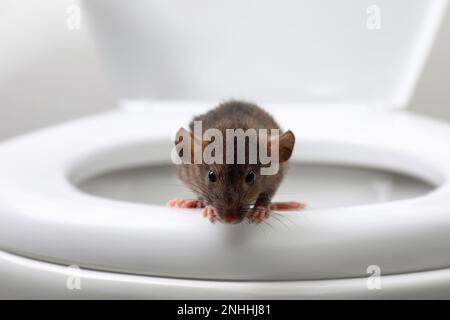 Rat on toilet bowl in bathroom. Pest control Stock Photo