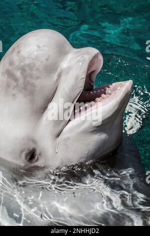 beluga whale close-up of head mouth open showing teeth at surface Stock Photo