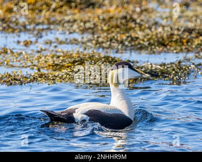 Adult male eider duck, Somateria mollissima, swimming on the island of Bjornoya, Norway. Stock Photo