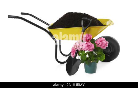 Hortensia and gardening tools on white background Stock Photo