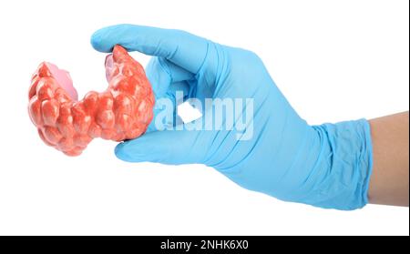 Doctor holding plastic model of afflicted thyroid on white background, closeup Stock Photo