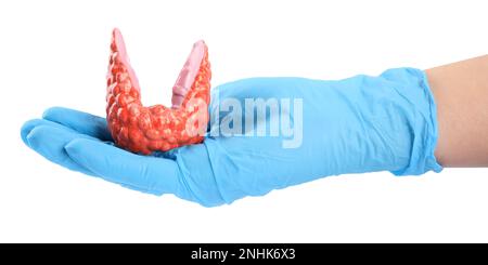 Doctor holding plastic model of afflicted thyroid on white background, closeup Stock Photo