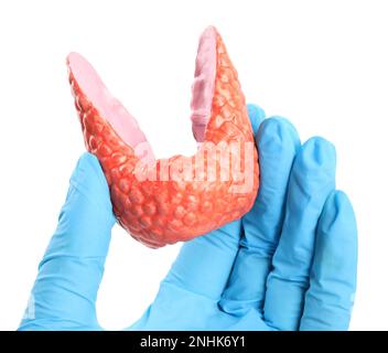 Doctor holding plastic model of healthy thyroid on white background, closeup Stock Photo
