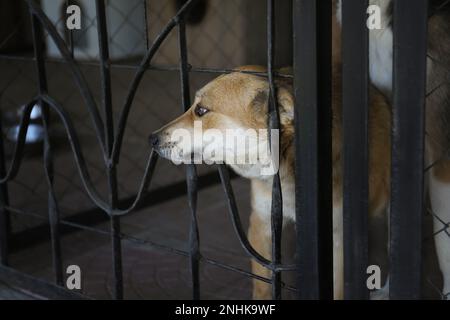 Homeless dog in cage at animal shelter Stock Photo
