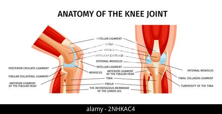 Healthy knee joint anatomy front and side view diagram realistic infographics with labelled parts vector illustration Stock Vector