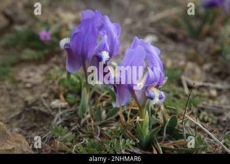 Purple Dwarf iris flower or Iris pumila in coastal hills in spring Stock Photo