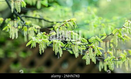 beech tree branch with young green leaves in spring sunny day Stock Photo