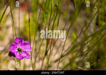 pink flower of Drosera cistiflora with copyspace Stock Photo