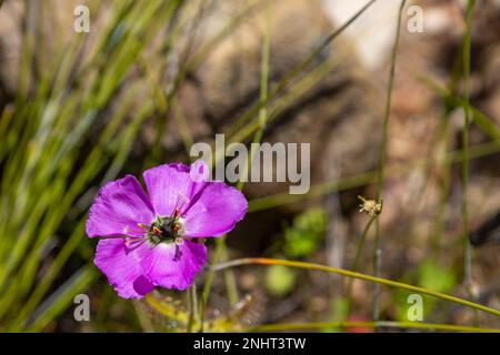 pink flower of Drosera cistiflora with copyspace Stock Photo