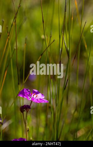 Single flower of Drosera cistiflora with grases in the background and copyspace Stock Photo