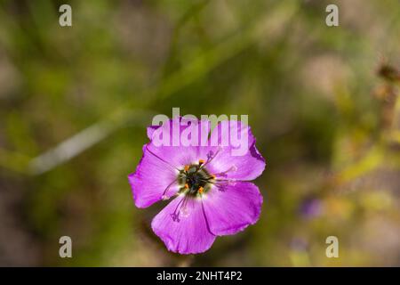 pink flower of Drosera cistiflora with copyspace Stock Photo