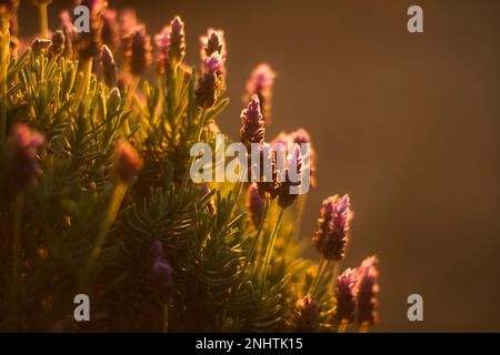 Lavender bush in a garden at sunset in Gordons bay, South Africa Stock Photo