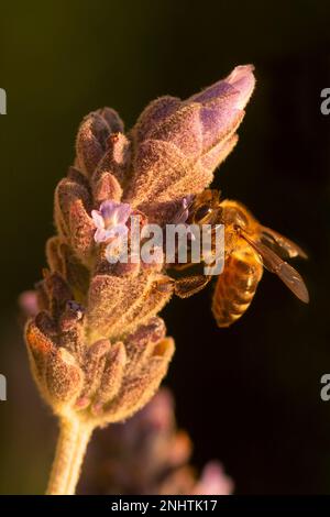 Honey bee taking pollen from a flower on a lavender bush during sunset in Gordons bay, South Africa Stock Photo