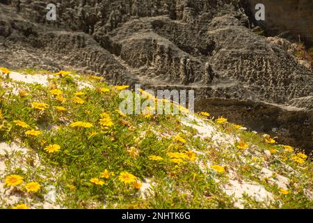 Flowers growing on the beach sand with dark almost black coloured rocks as a background at Cape Point, South Africa Stock Photo