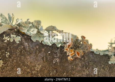 Fungus growing on a tree during the hot summer on a farm in the Sandveld area, Western Cape , South Africa Stock Photo