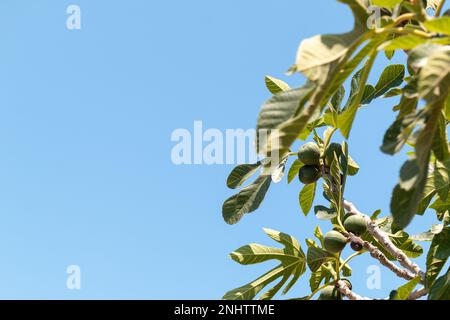 Figs ripening on the tree Stock Photo