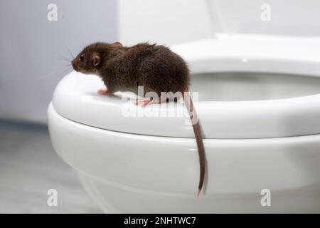 Rat on toilet bowl in bathroom. Pest control Stock Photo