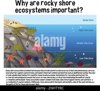 Rocky shore zonation education diagram illustration Stock Vector Image ...