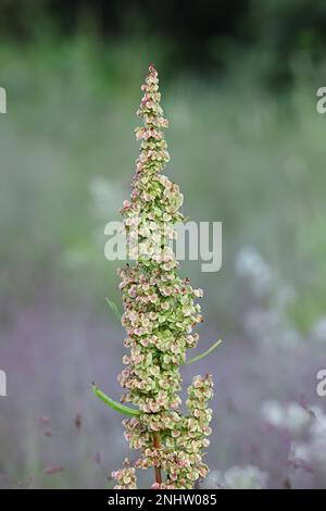 Northern Dock, Rumex longifolius, also known as Dooryard dock, wild plant from Finland Stock Photo