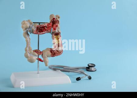 Human colon model and stethoscope on light blue background. Space for text Stock Photo