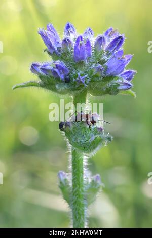 Campanula cervicaria, commonly known as Bristly Bellflower, wild plant from Finland Stock Photo